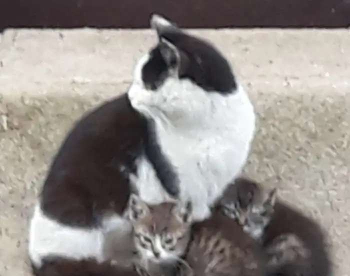 Котята