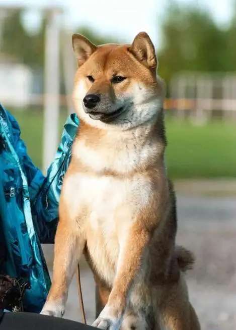 Кобель сиба-ину, шиба-ину, shiba inu открыт для вязок