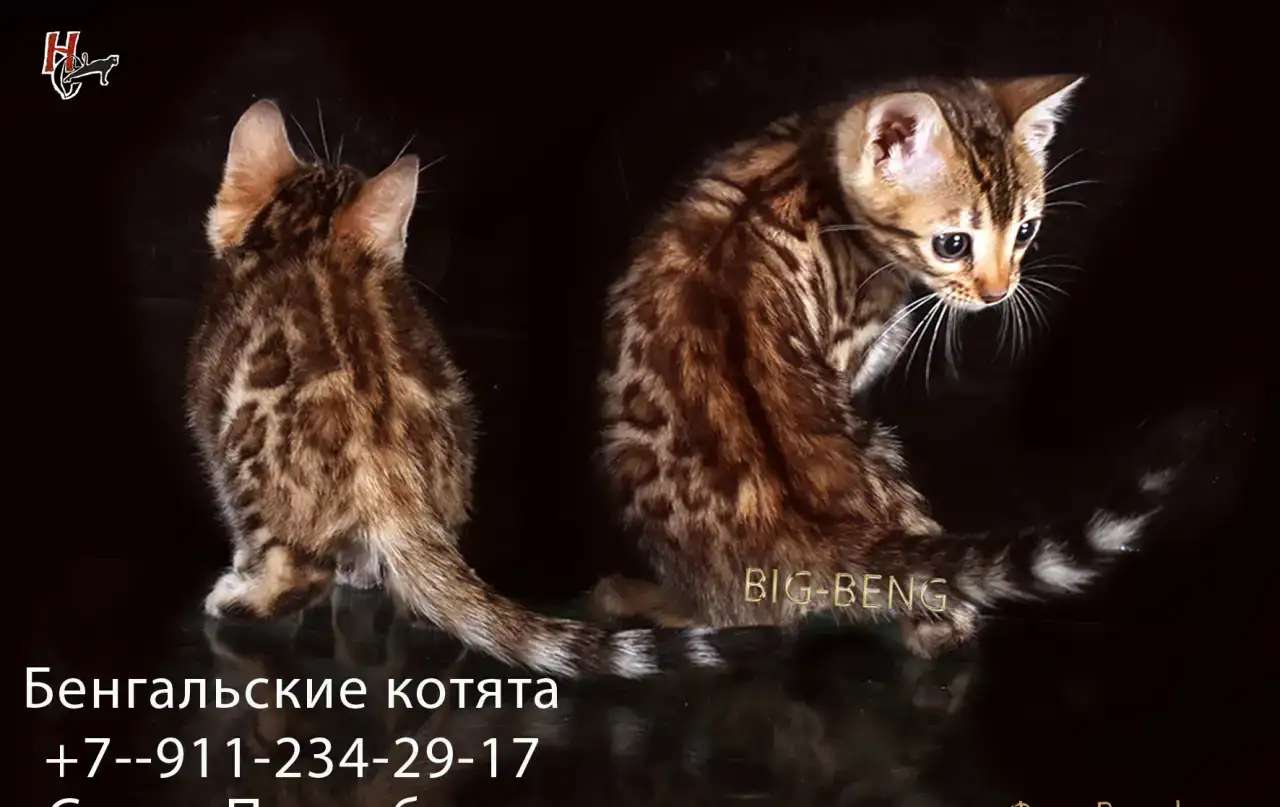 бенгальские котята