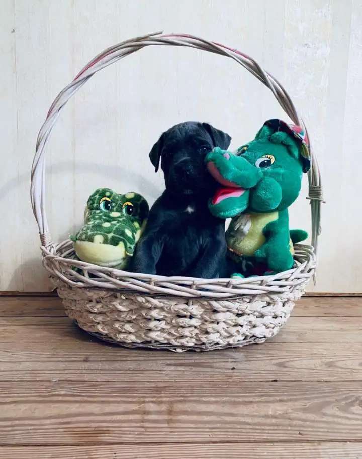 Щенки Кане Корсо из питомника