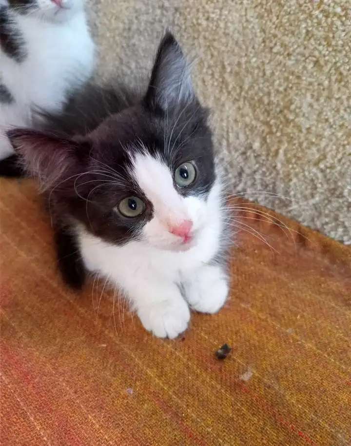 Котята