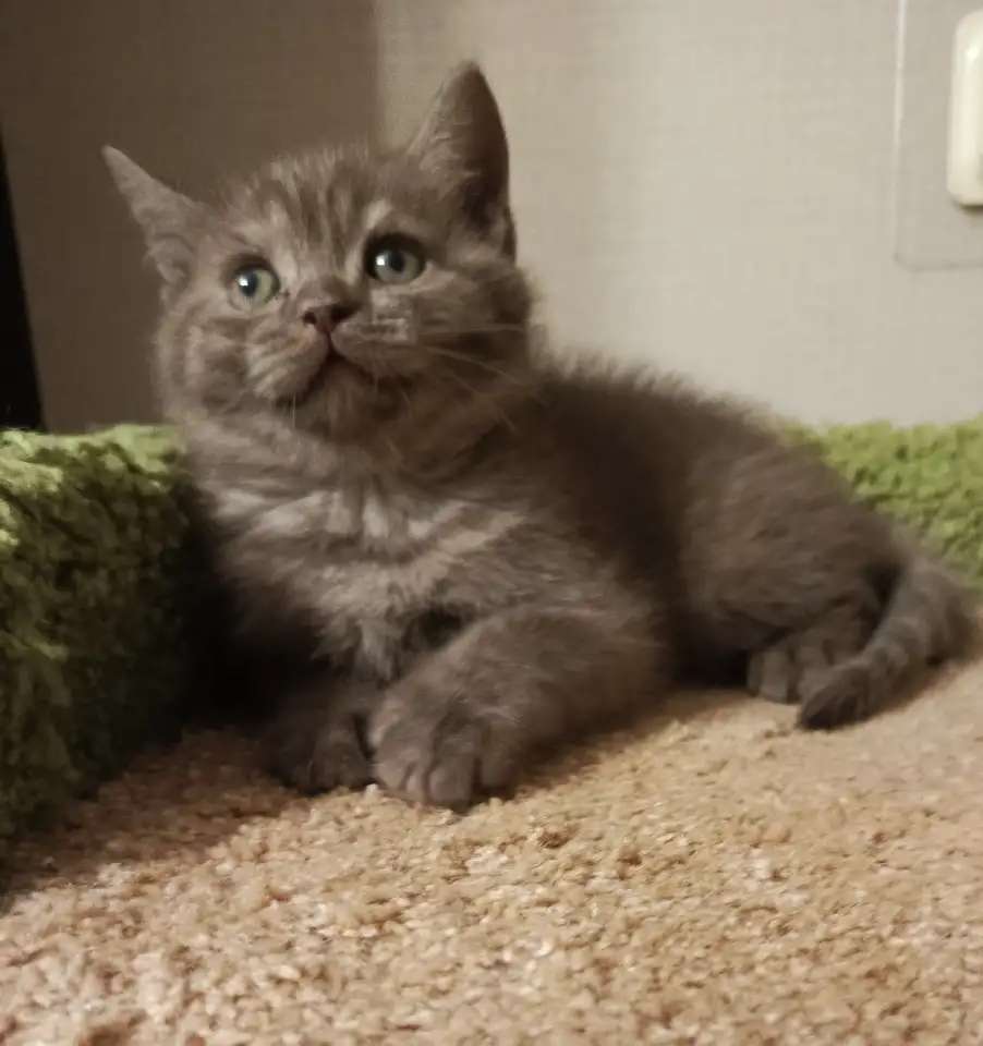Британский красивый котенок