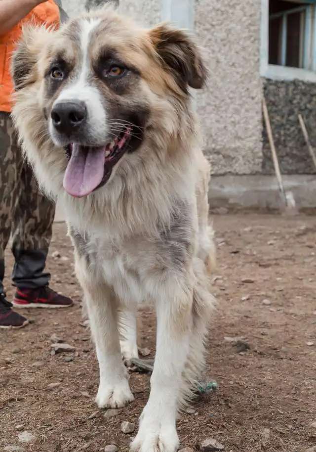Собачка ищет дом