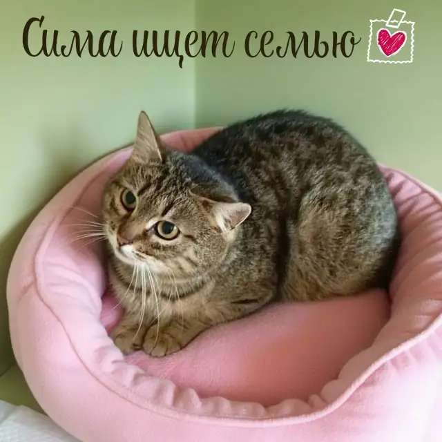 Кошечка Сима в добрые руки