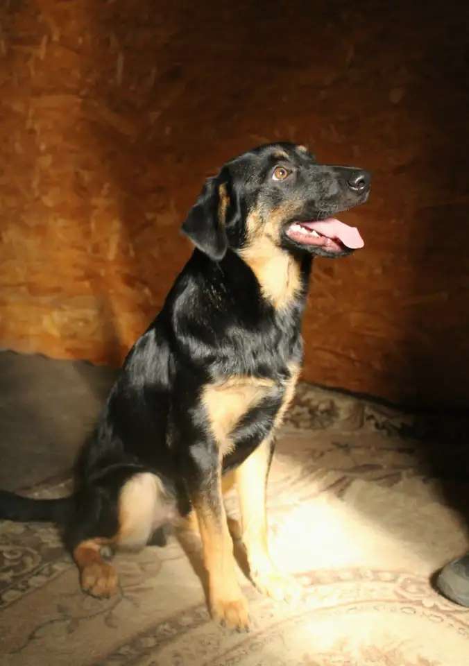 Маленький энерджайзер - очень веселый, игривый щенок