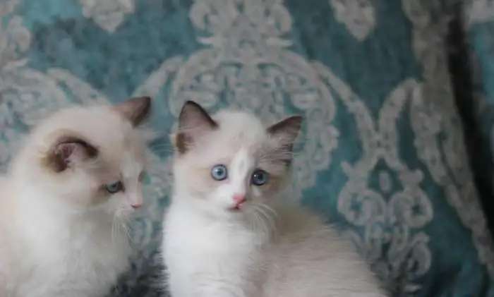Котята породы рэгдолл на продажу