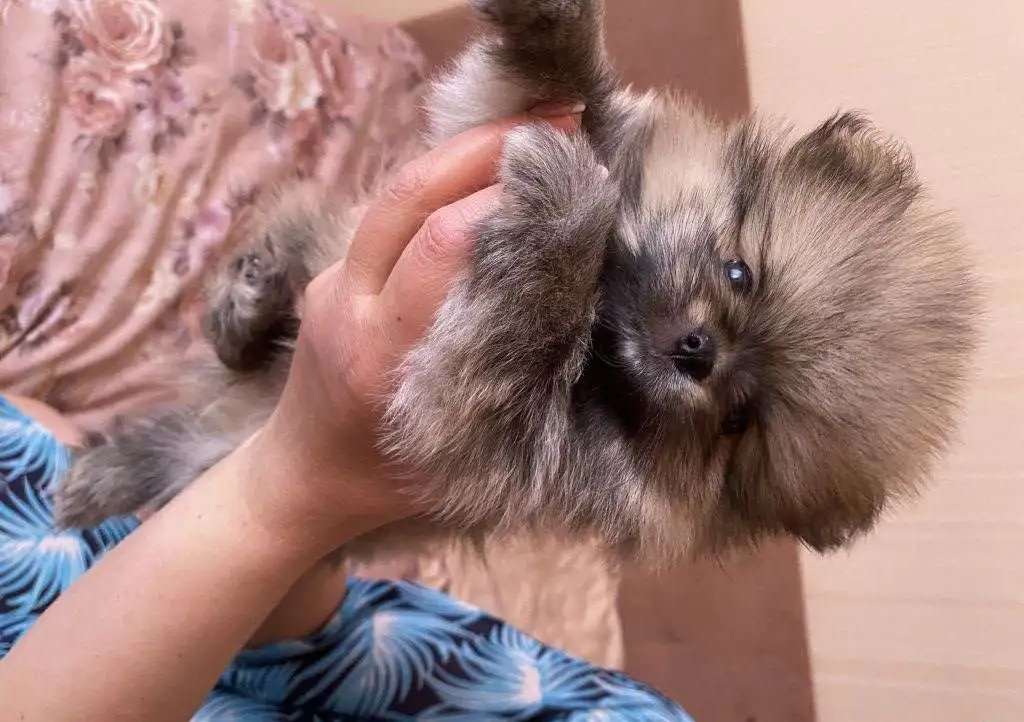 Померанский шпиц