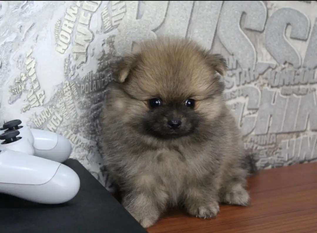 Шпицы медвежата