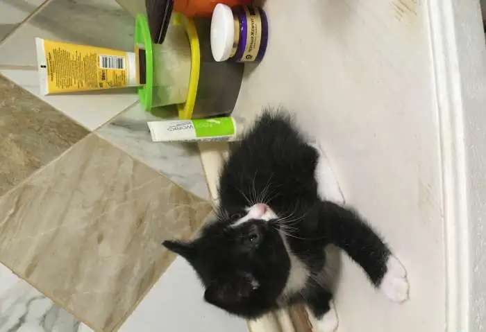 Котята , отдам только ответственным !