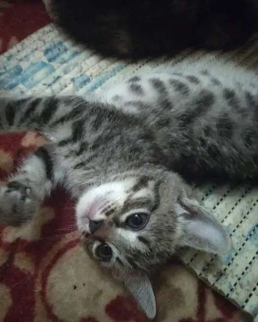 Котята