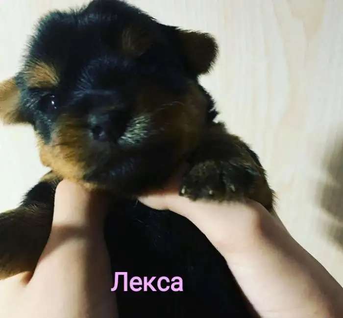 Йоркширский терьер