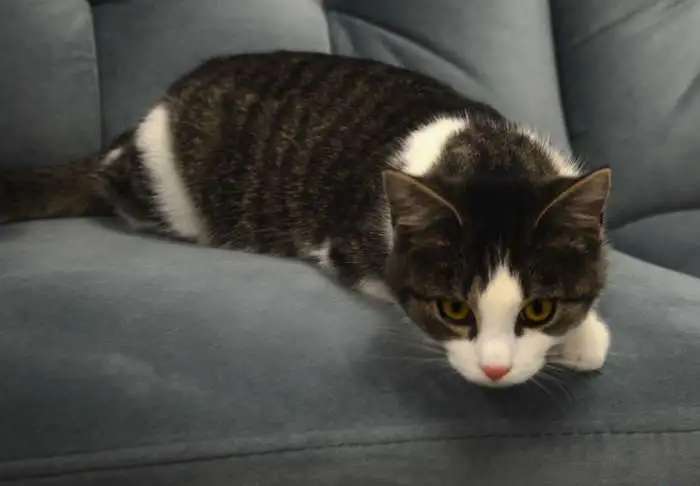 Кошечка