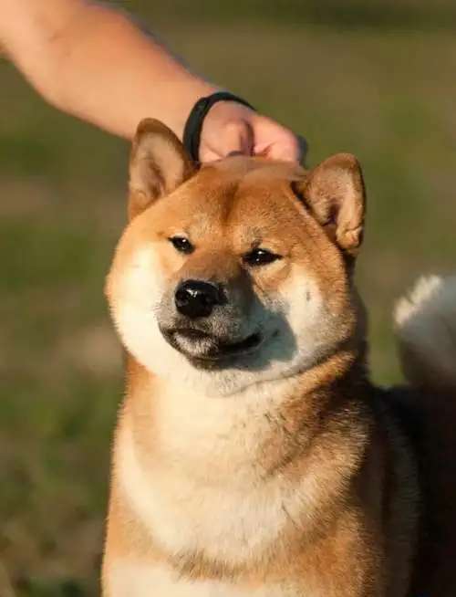 Кобель сиба-ину, шиба-ину, shiba inu открыт для вязок
