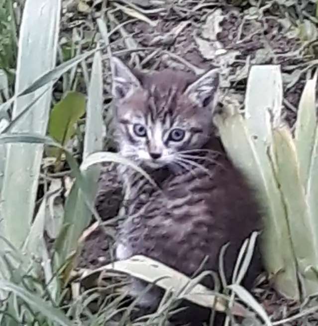 Котята