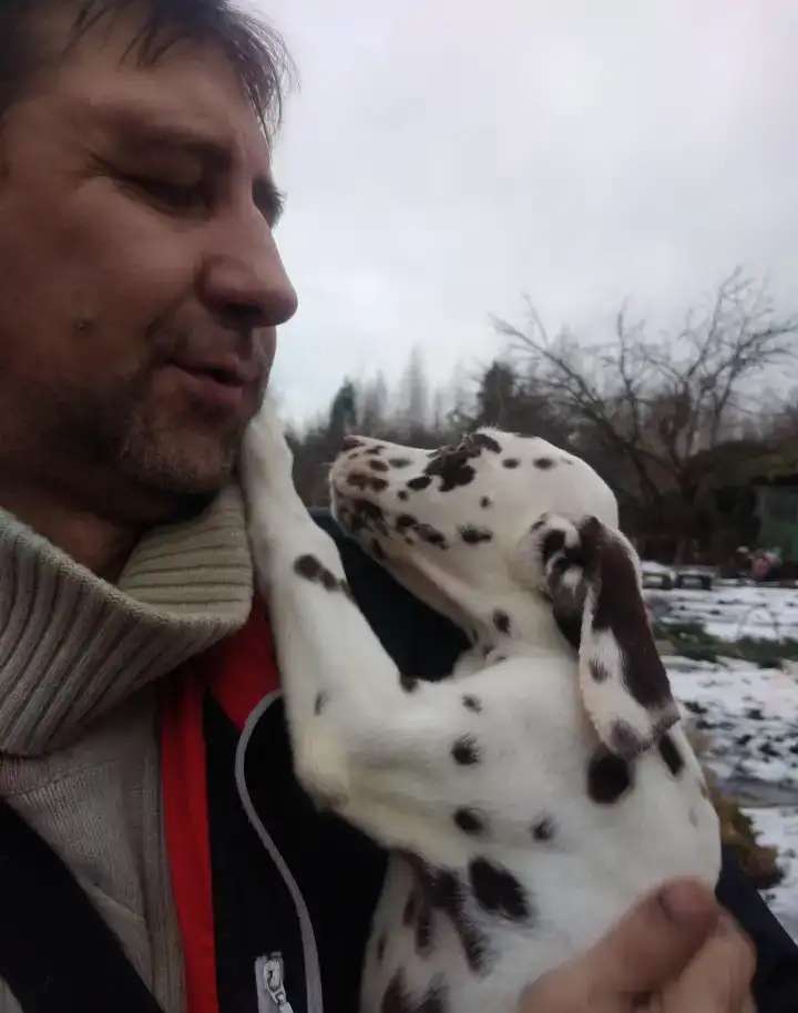 Продаю щенка далматина