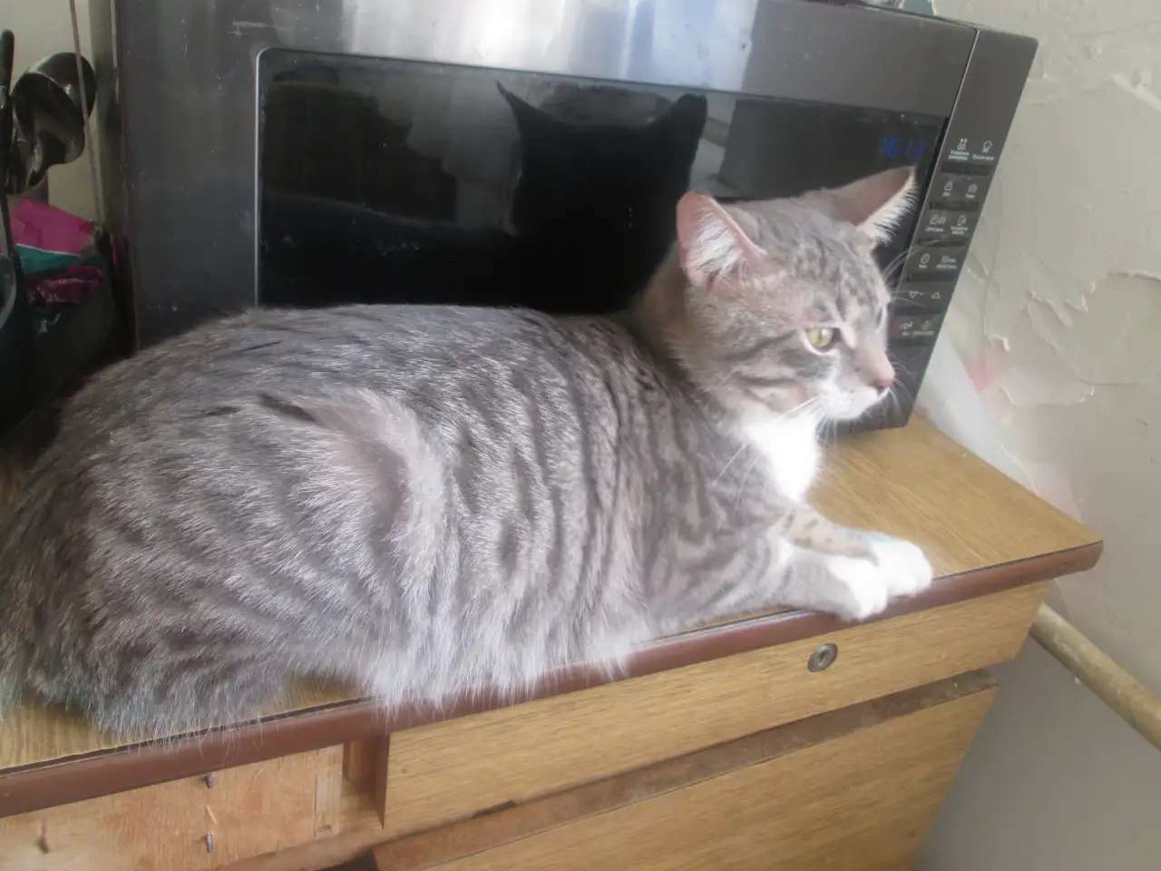 Кот