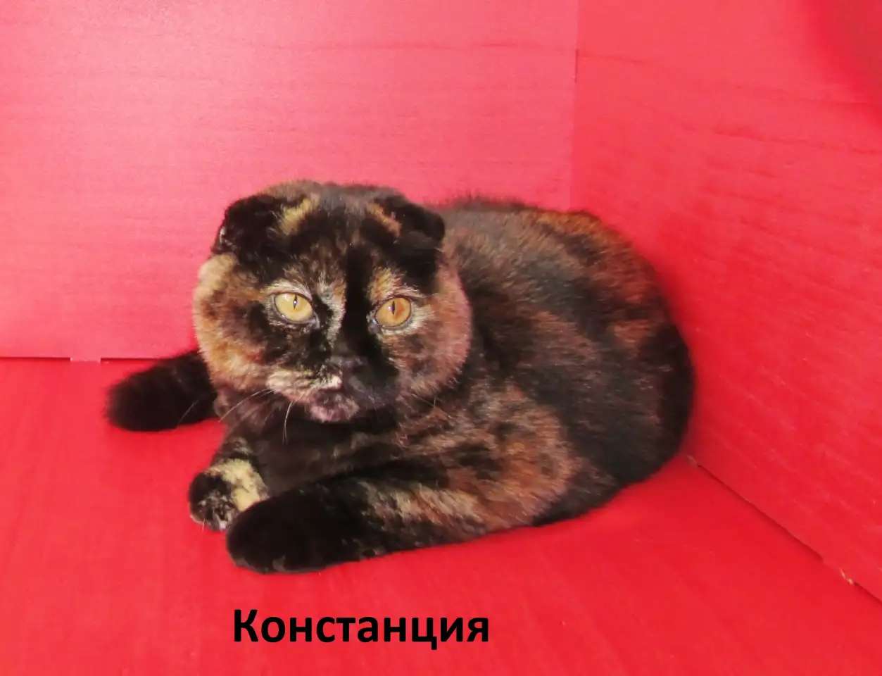 Шотландские котята и взрослые кошки из питомника