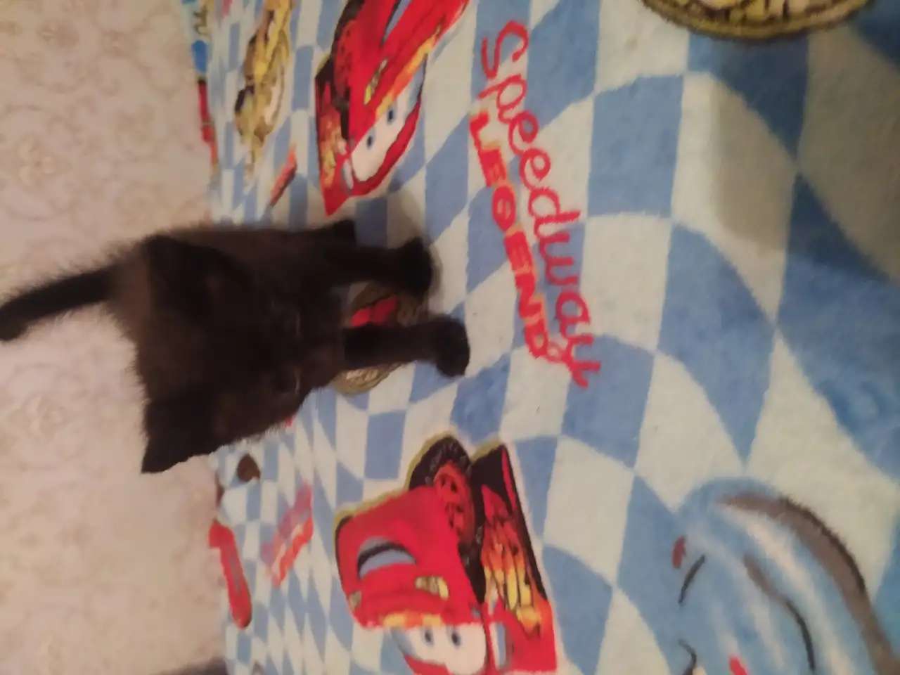 Отдам котят