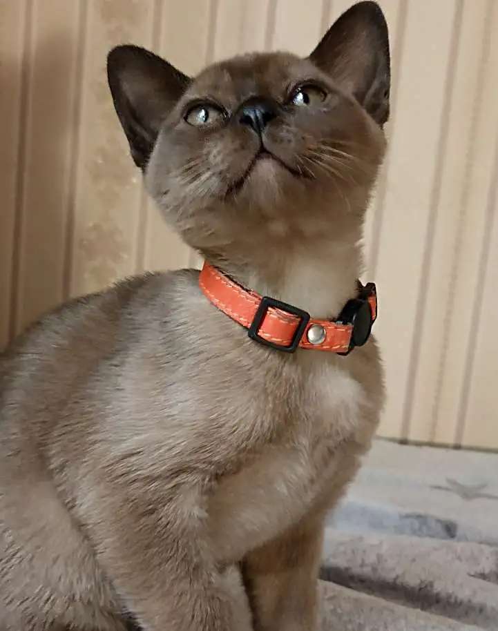 Бурманские котята