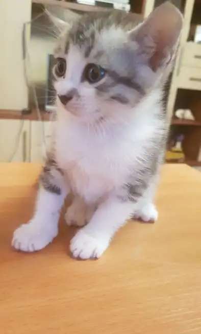 котята даром