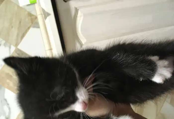 Котята , отдам только ответственным !