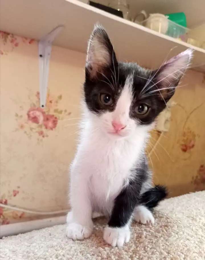 Котята
