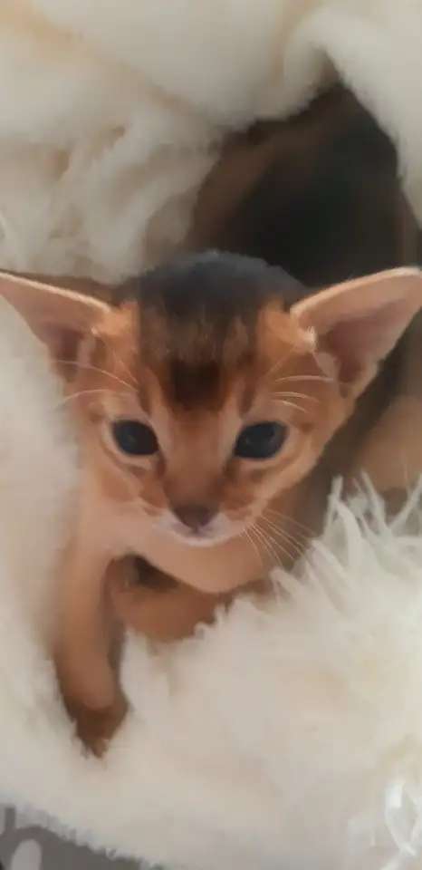 Абиссинские Котята