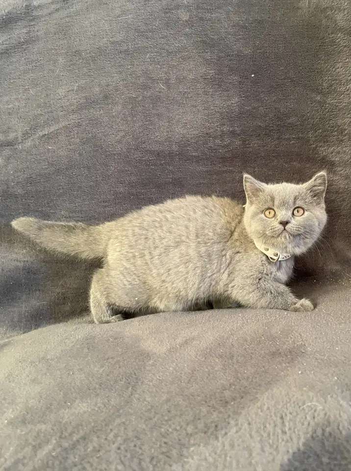 Британский котенок девочка