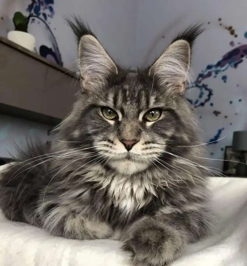 Лучшие котята это Мейкунята!