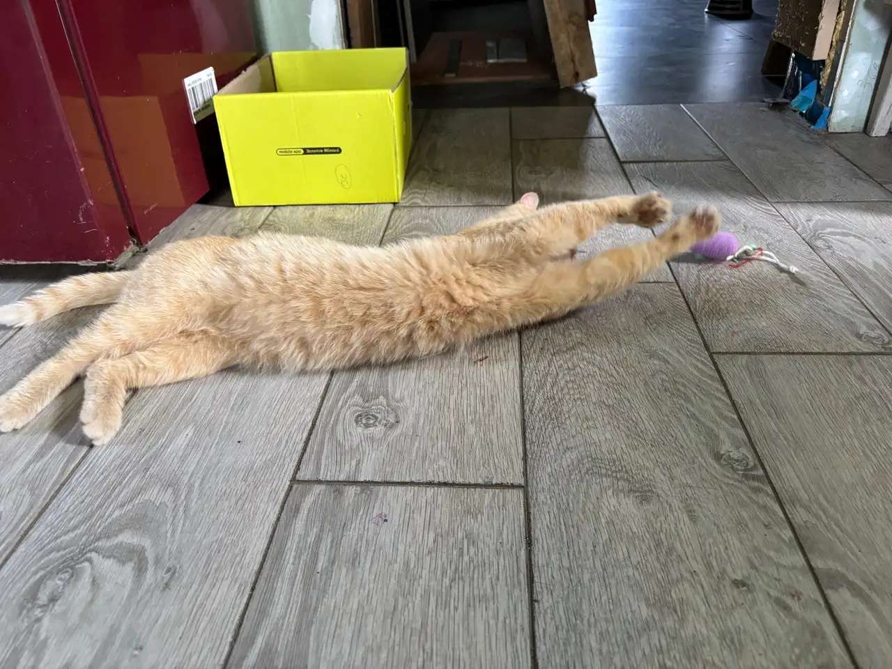 Карамельный котенок ищет дом