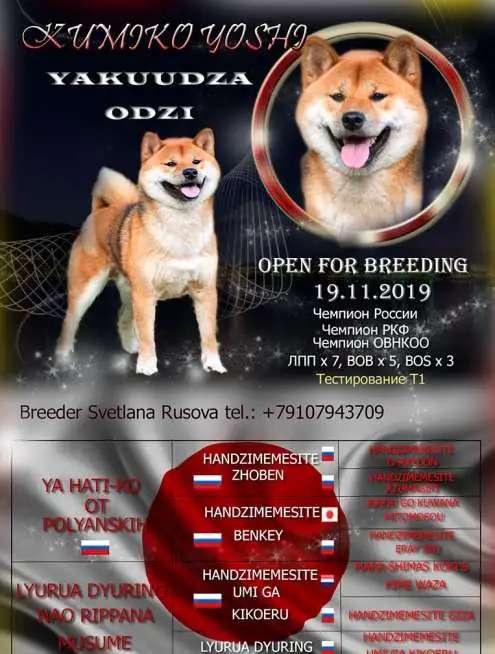 Кобель сиба-ину, шиба-ину, shiba inu открыт для вязок