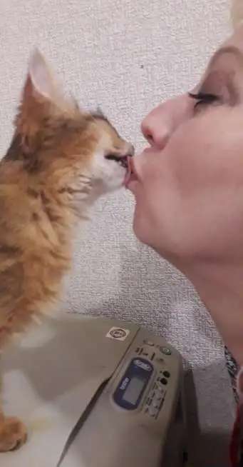 Котята
