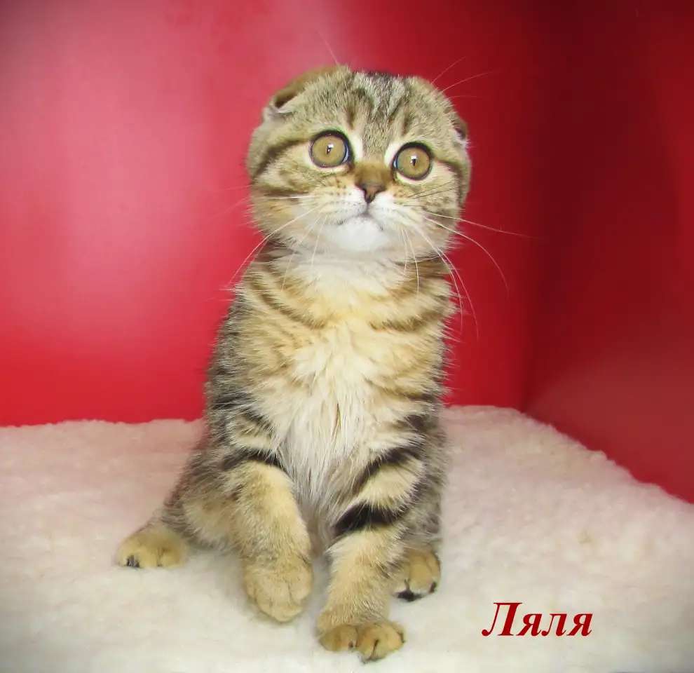 Шотландские котята из питомника