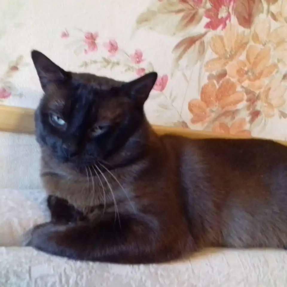Бурманский котик.
