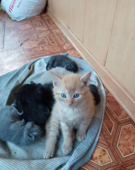 Котята. Отдам в добрые руки