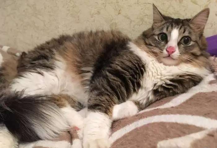 Отдам котика в добрые руки