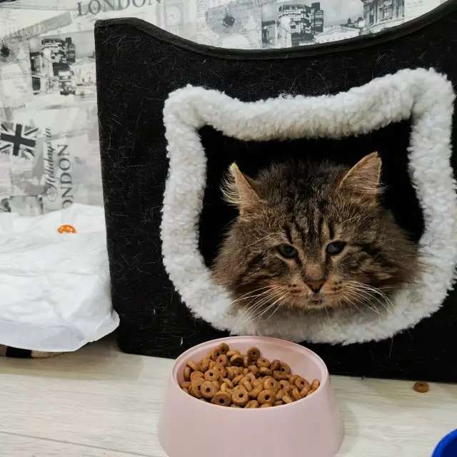 Кот Бонифаций ищет любящую семью