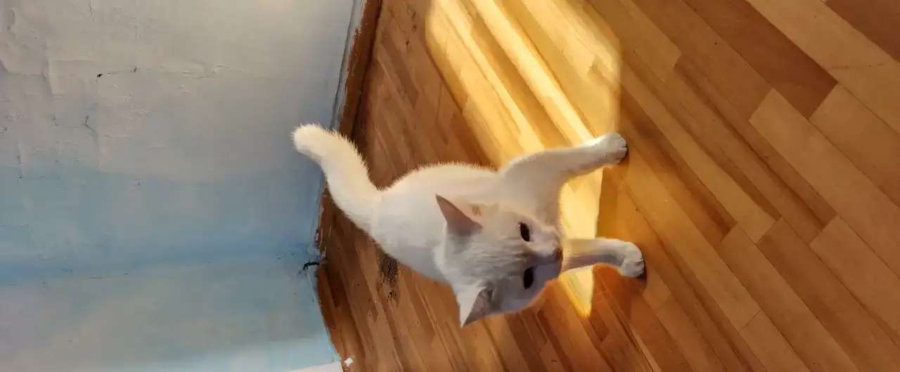 Найдена кошка
