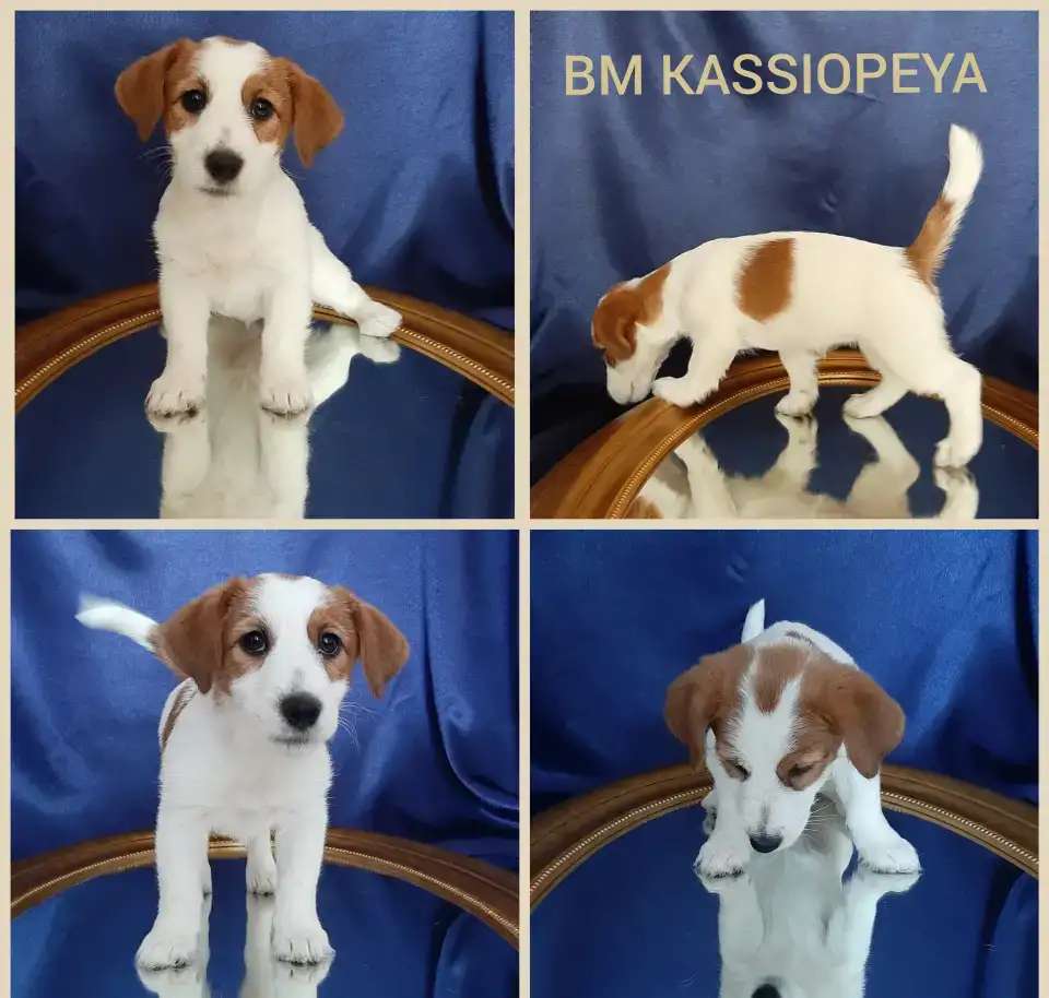 Щенки с документами РКФ