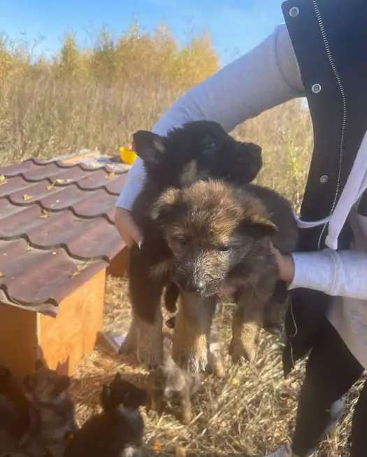 В добрые руки хорошеньких щенков