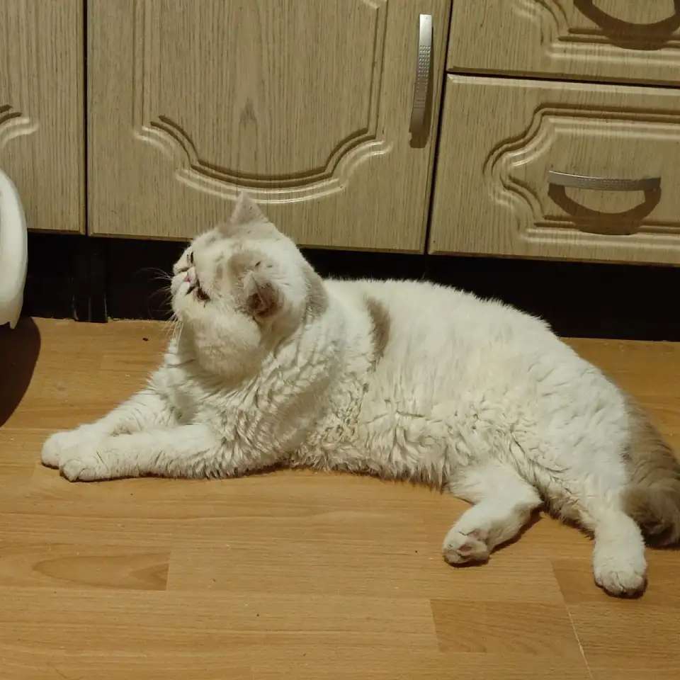 Экзотические коты вязка