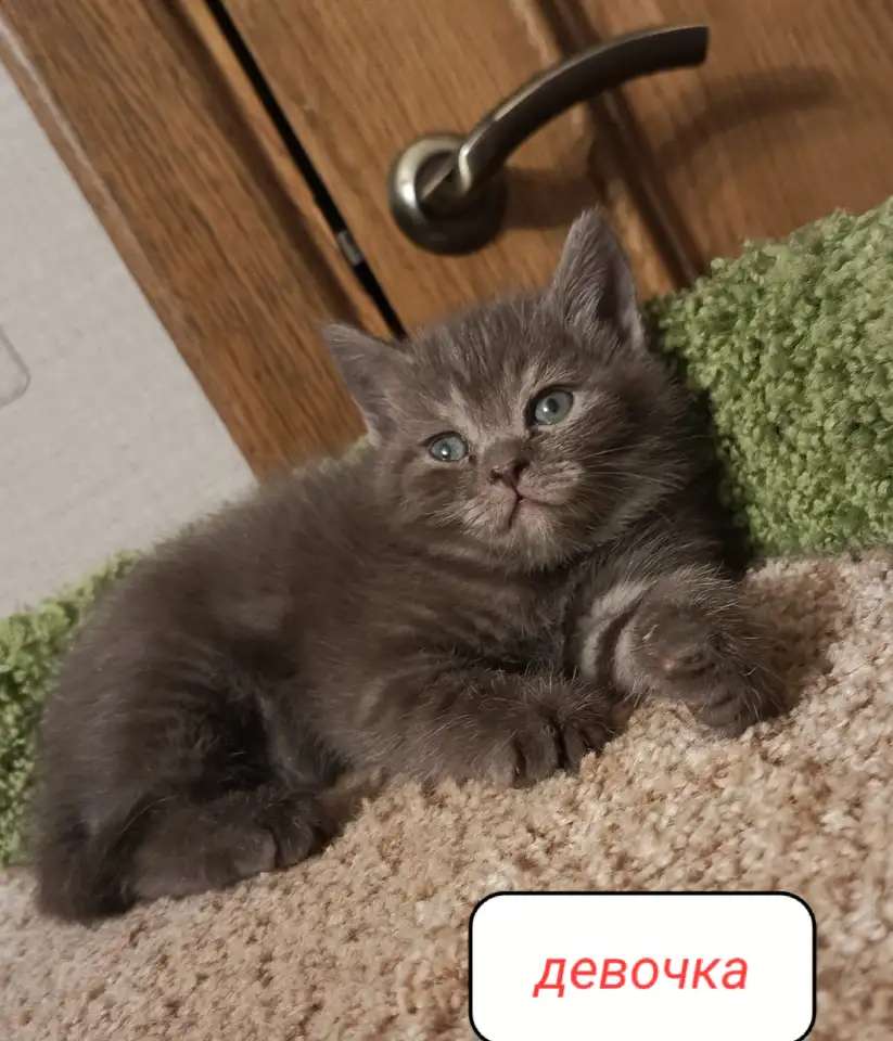 Чудный котенок Мира