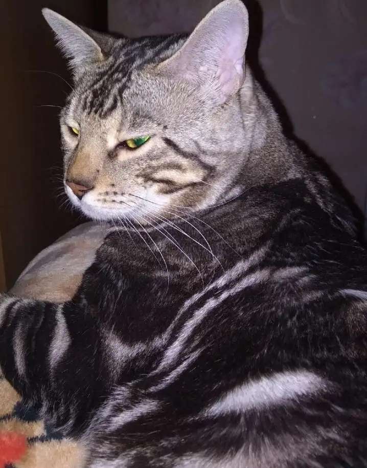 Бенгальские котята