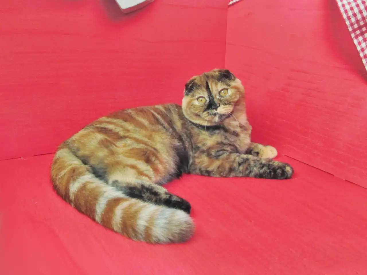 Шотландские котята и взрослые кошки из питомника