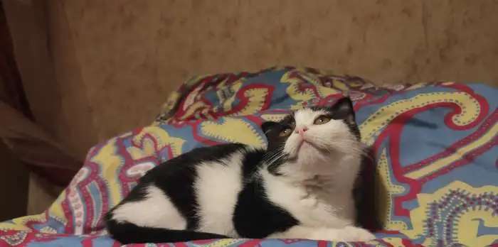 Котята шотландцы