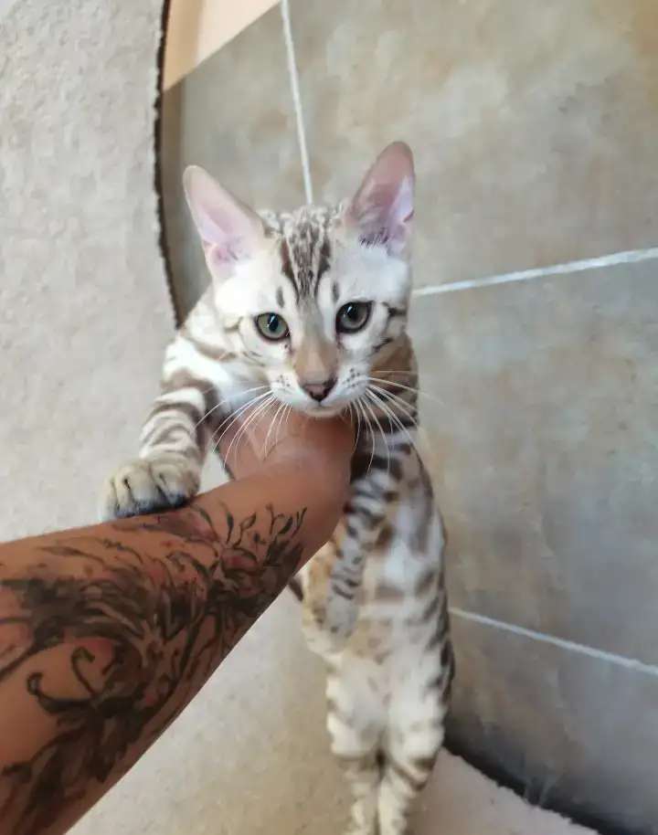 Бенгальские снежные котята