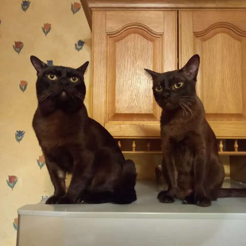 Бурманские котята, девочки