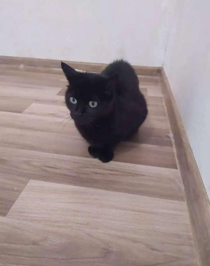 Отдам кошечек и котенка в добрые руки