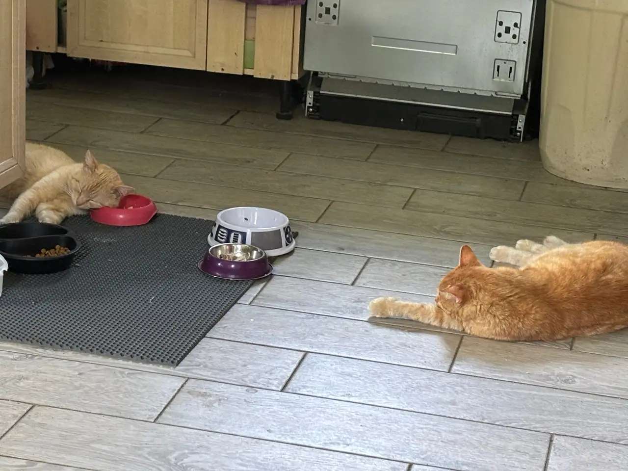 Карамельный котенок ищет дом