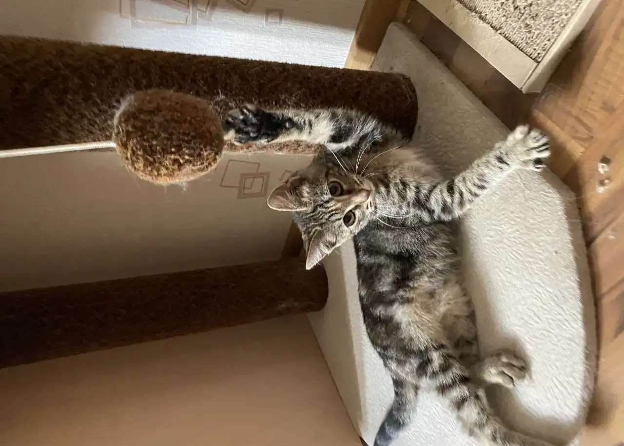 Кошка(девочка 3мес)
